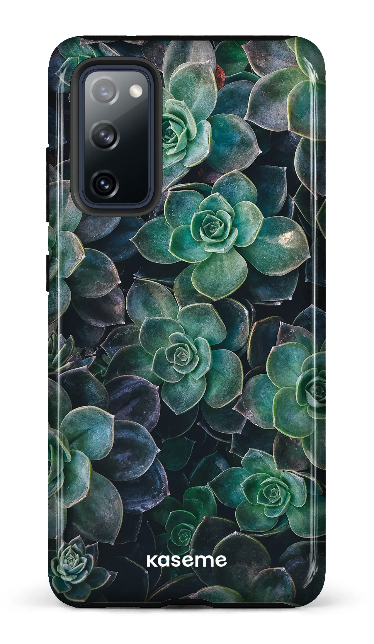 Succulente