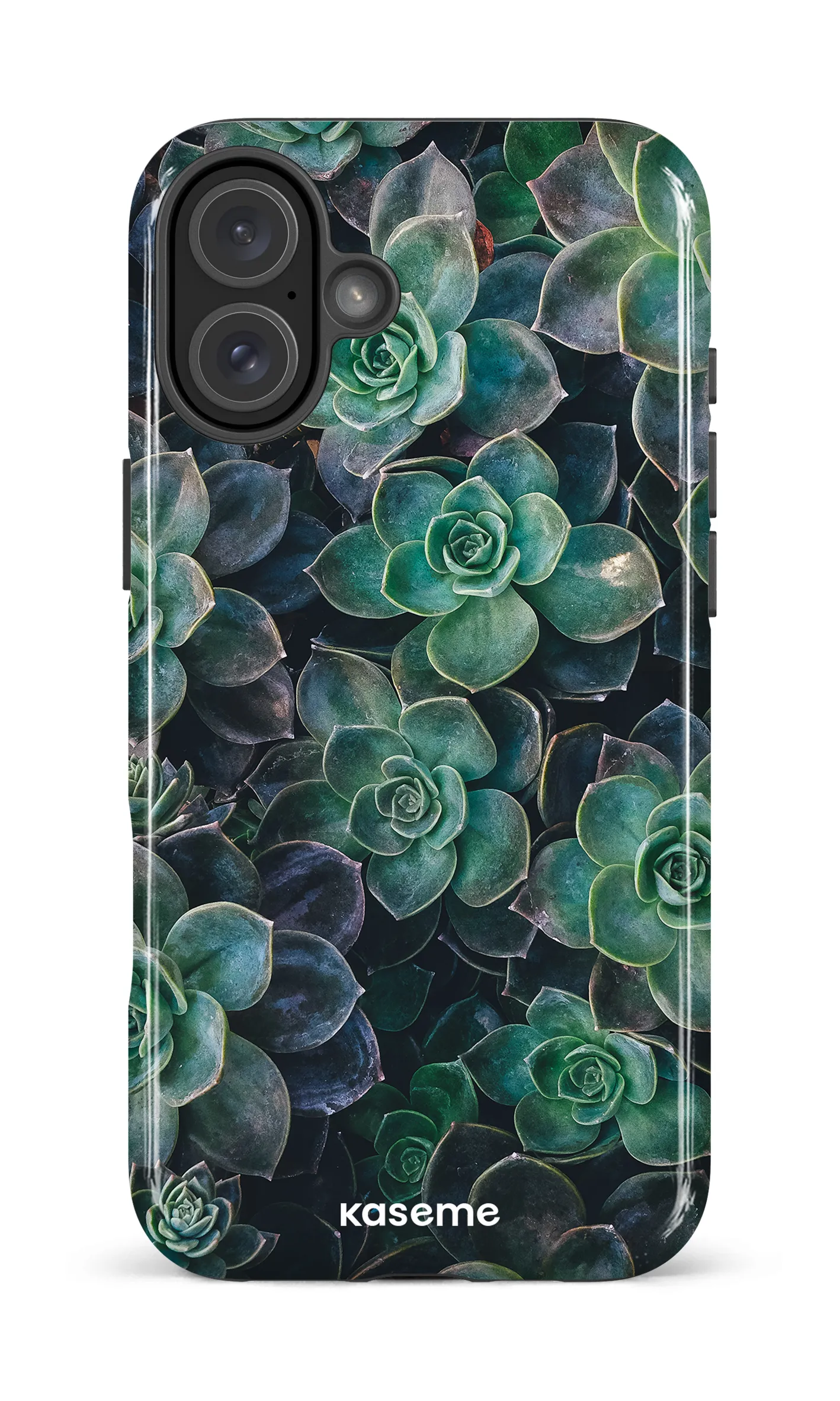 Succulente