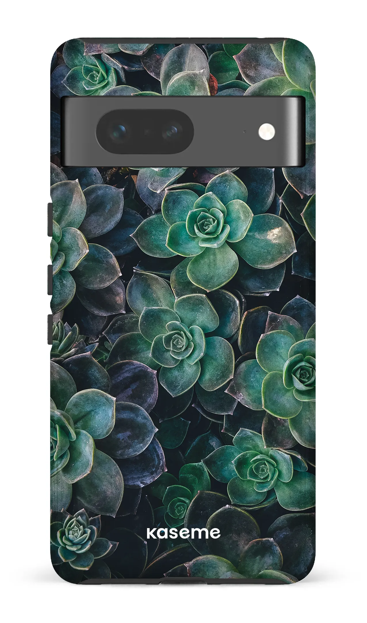 Succulente