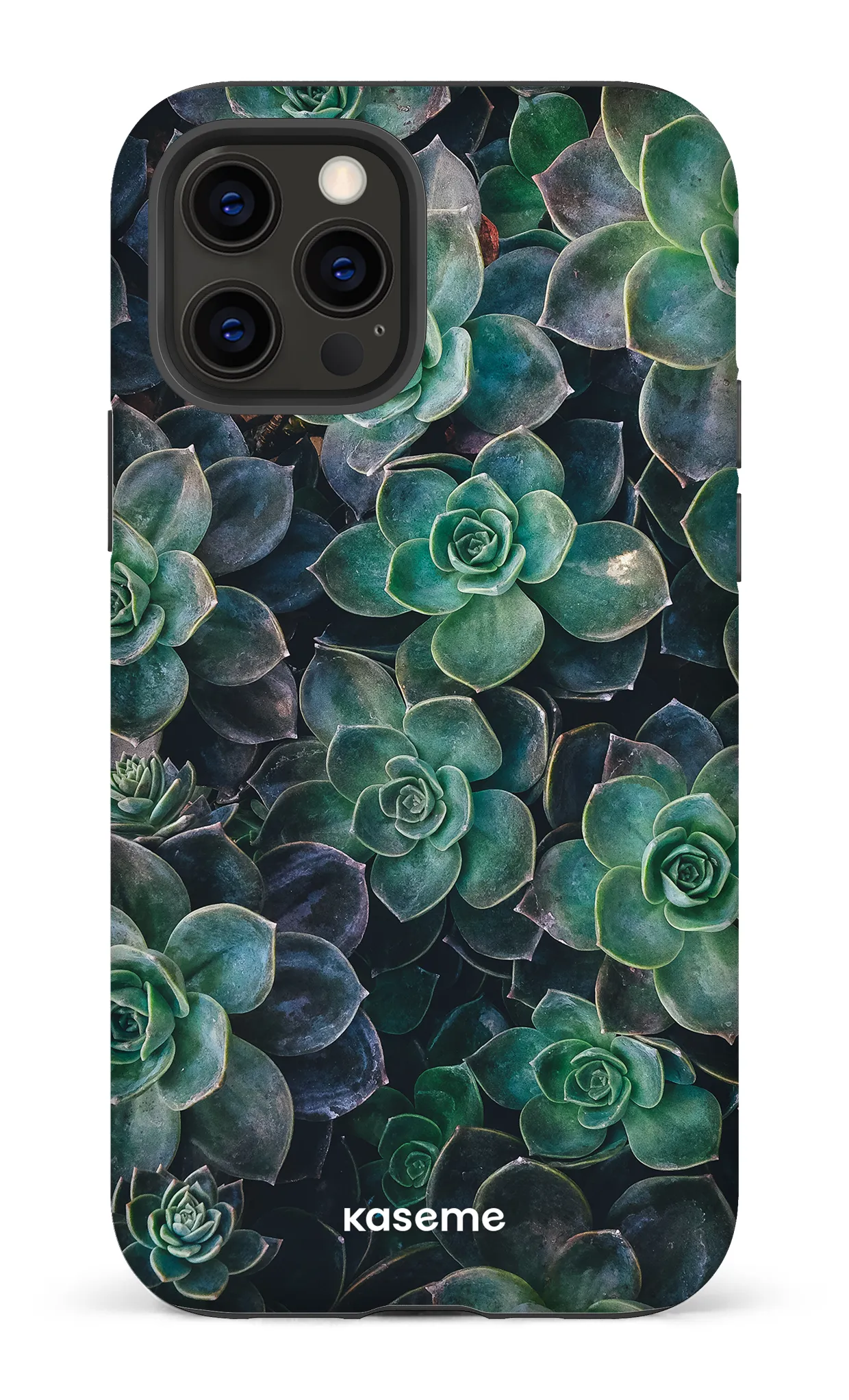 Succulente