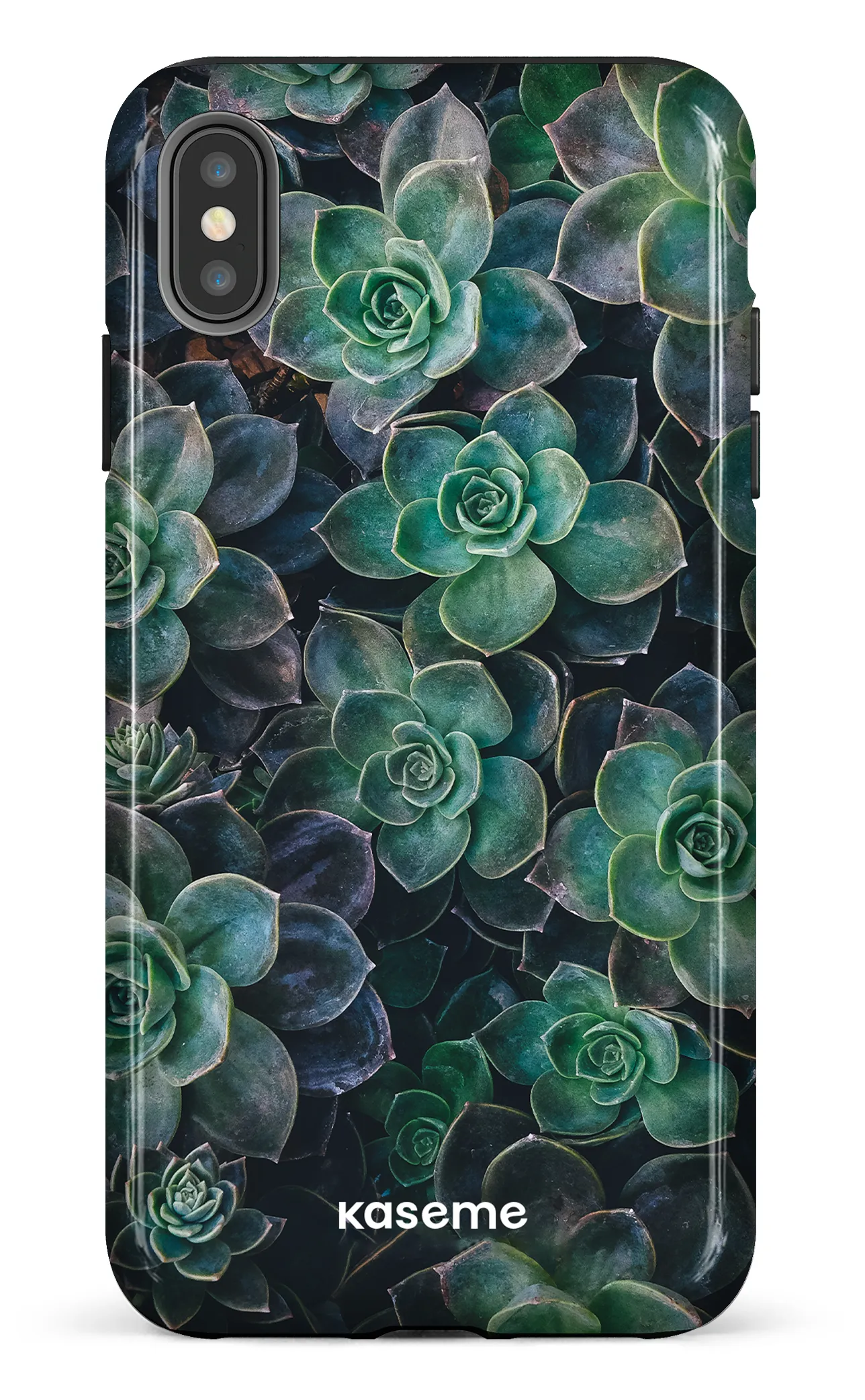 Succulente