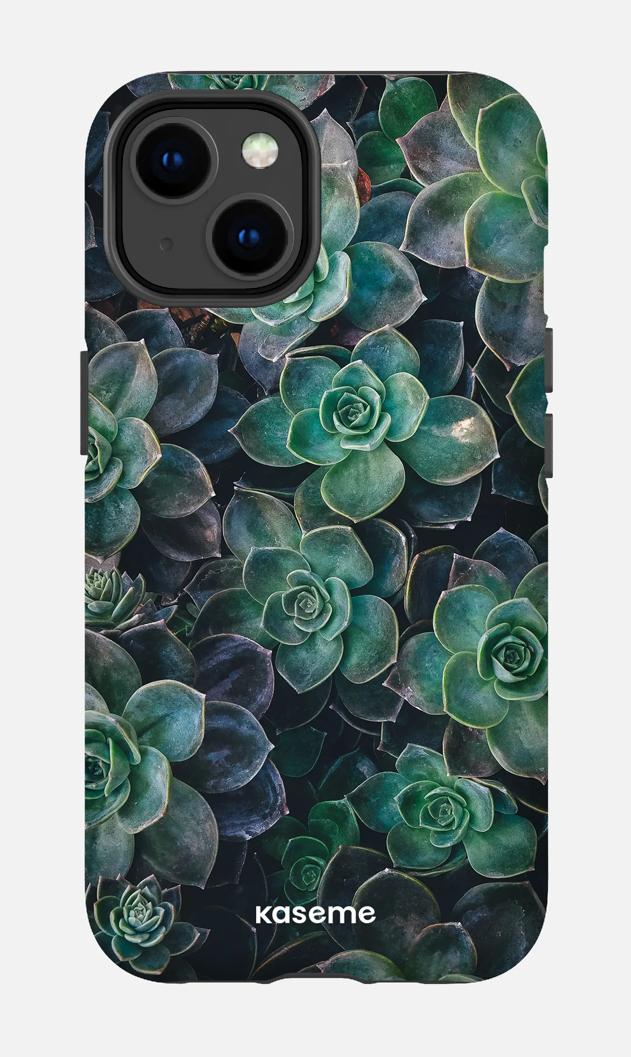 Succulente