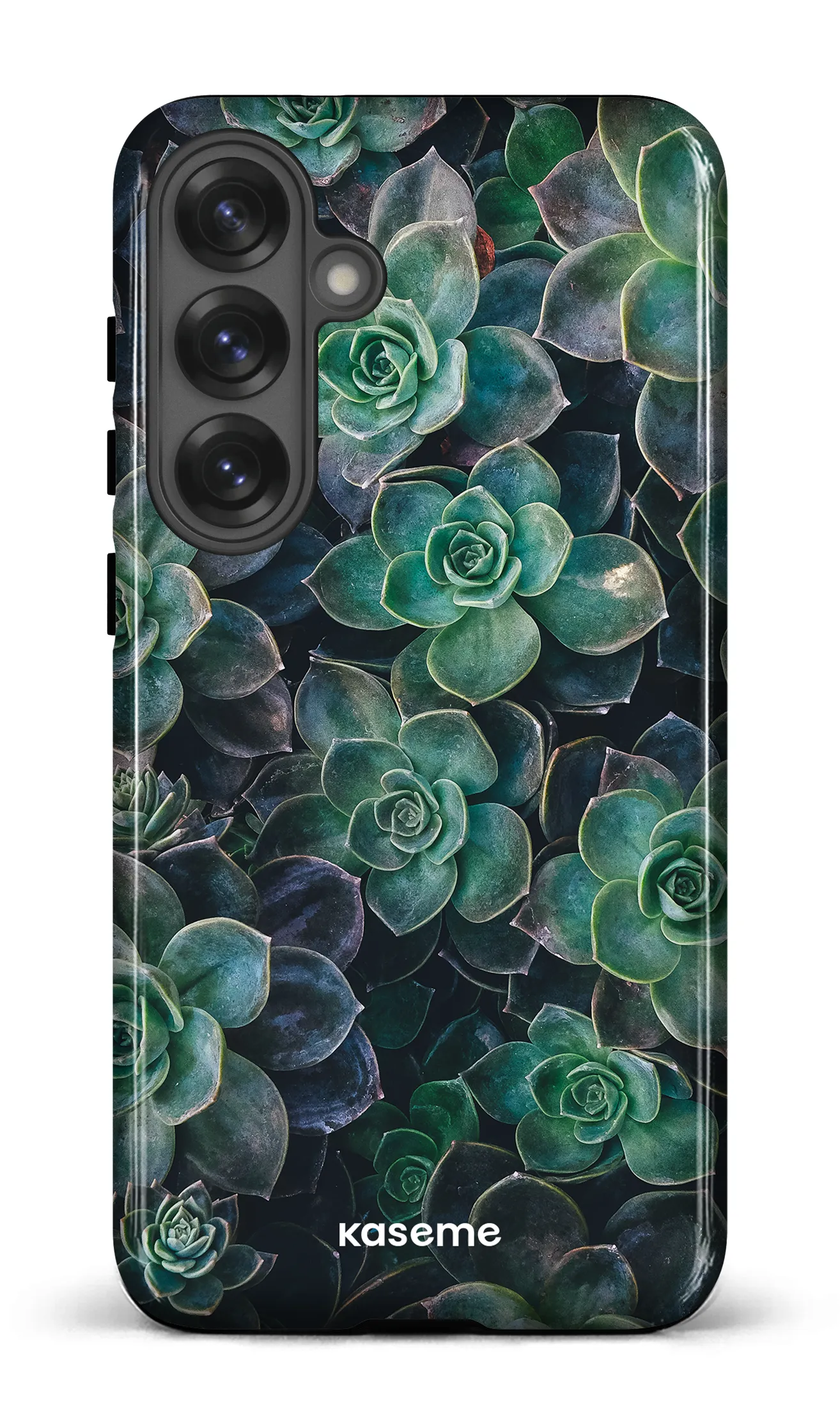 Succulente