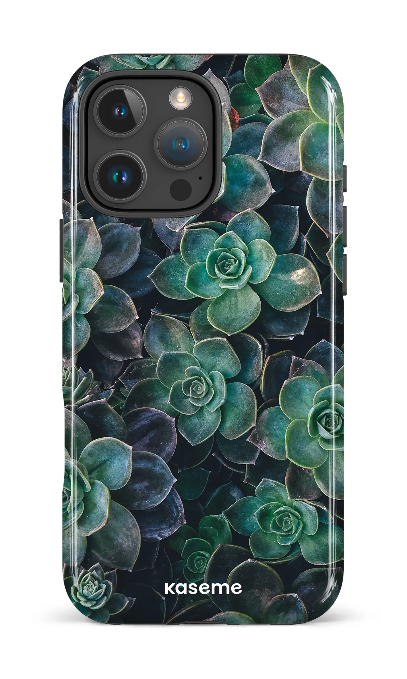Succulente