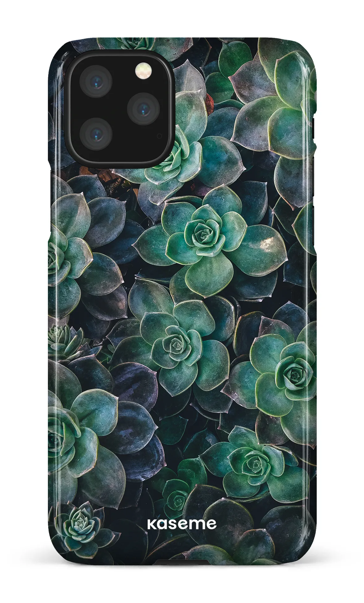 Succulente