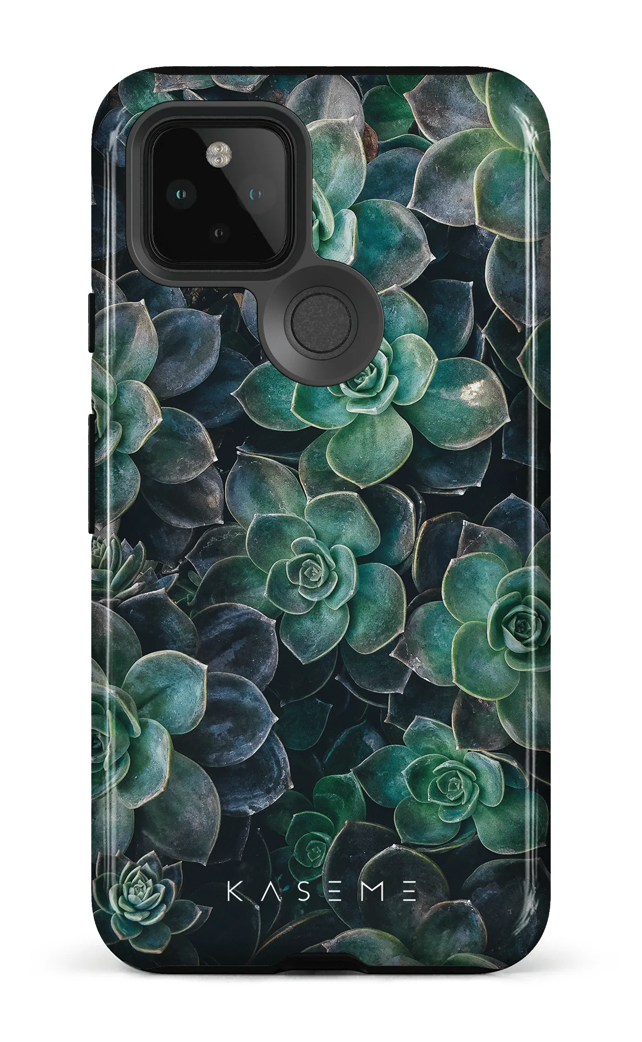 Succulente