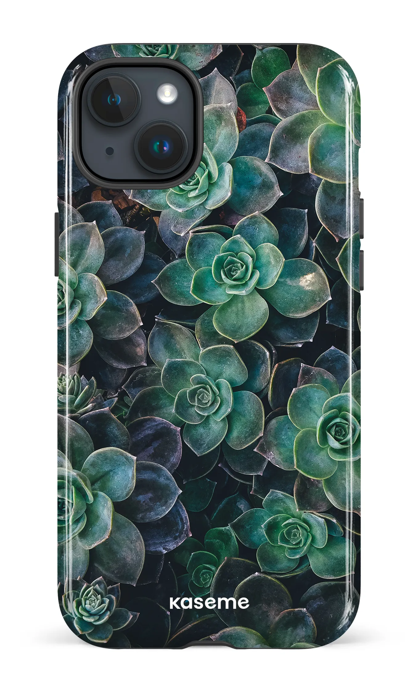 Succulente
