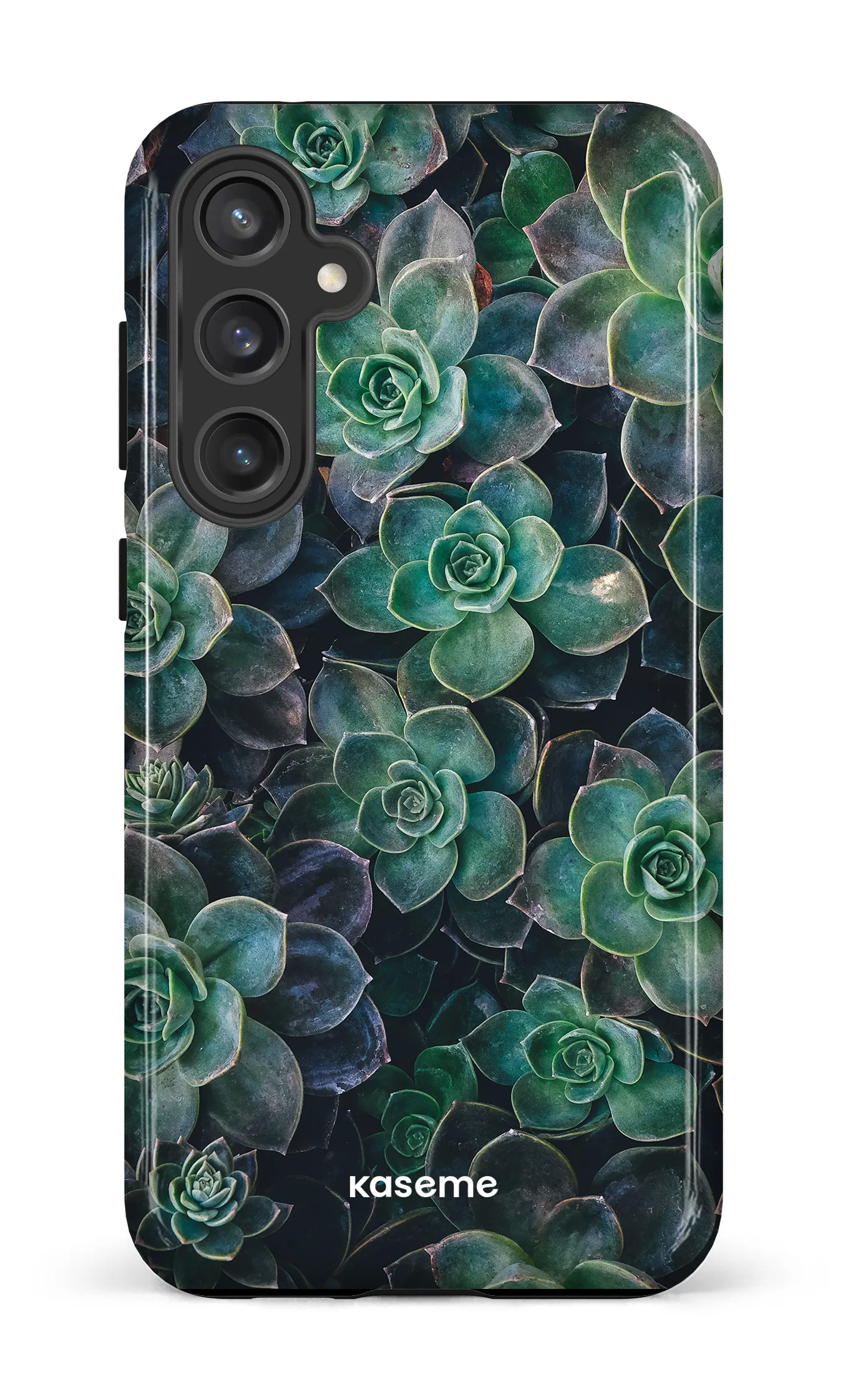 Succulente