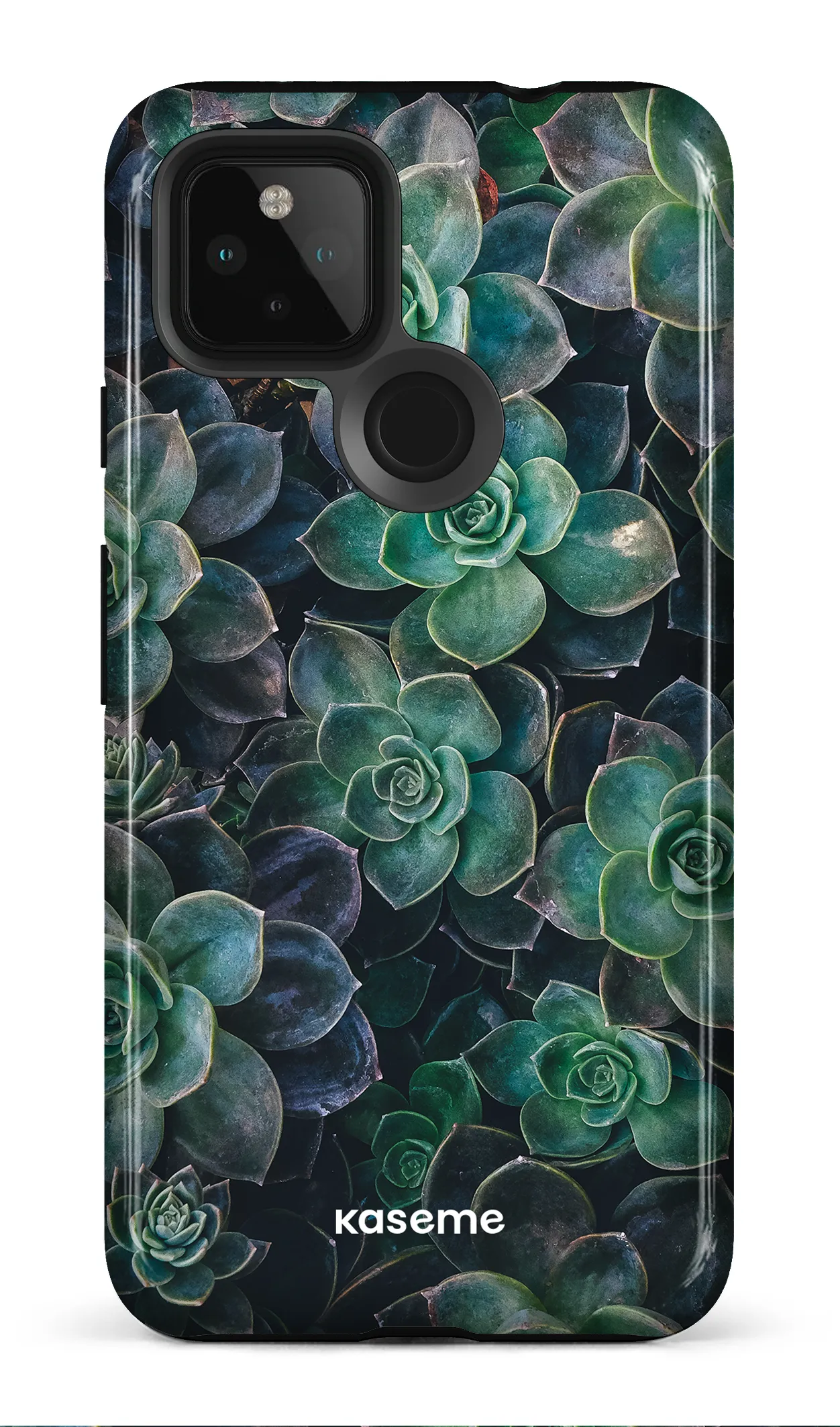 Succulente
