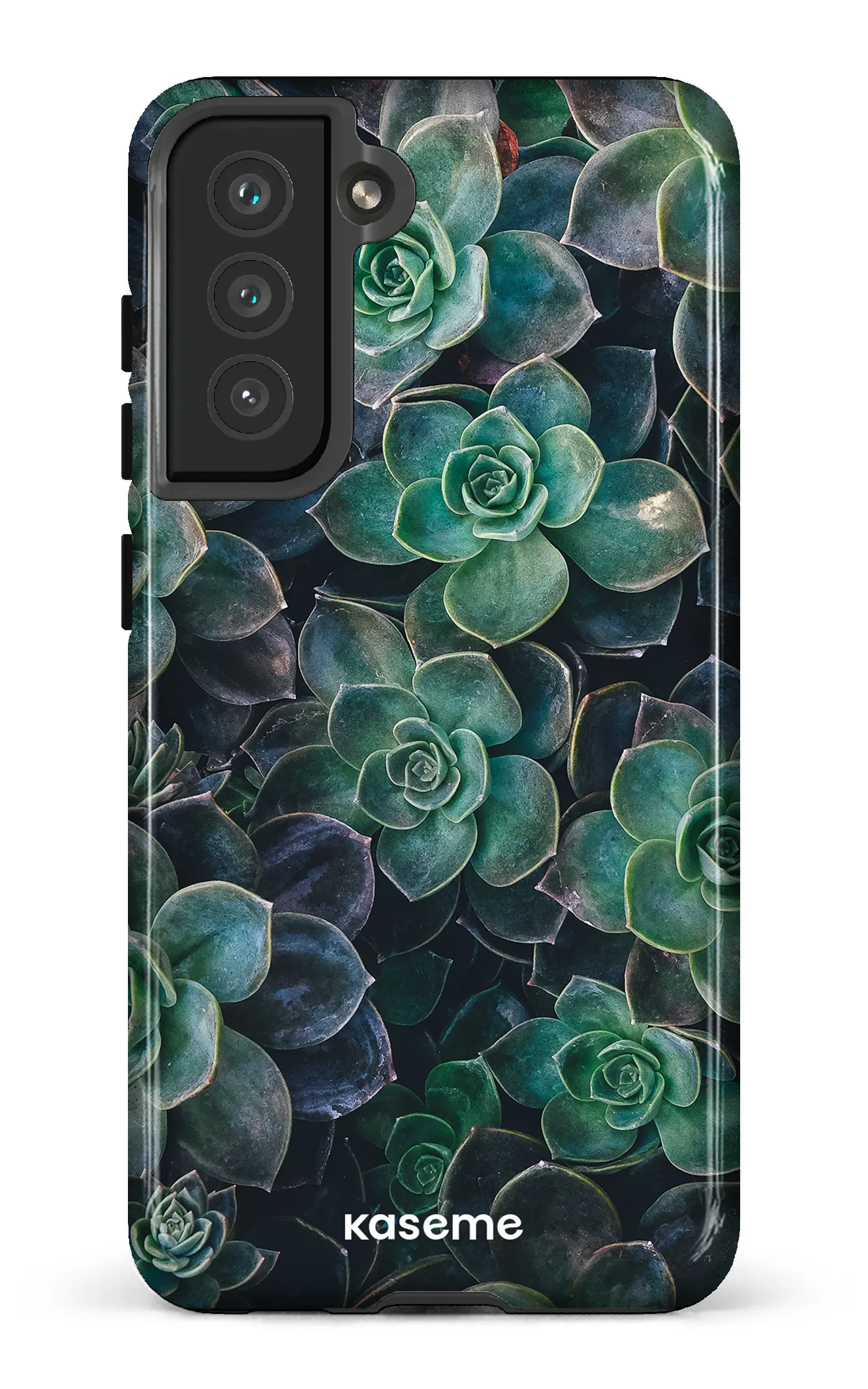 Succulente