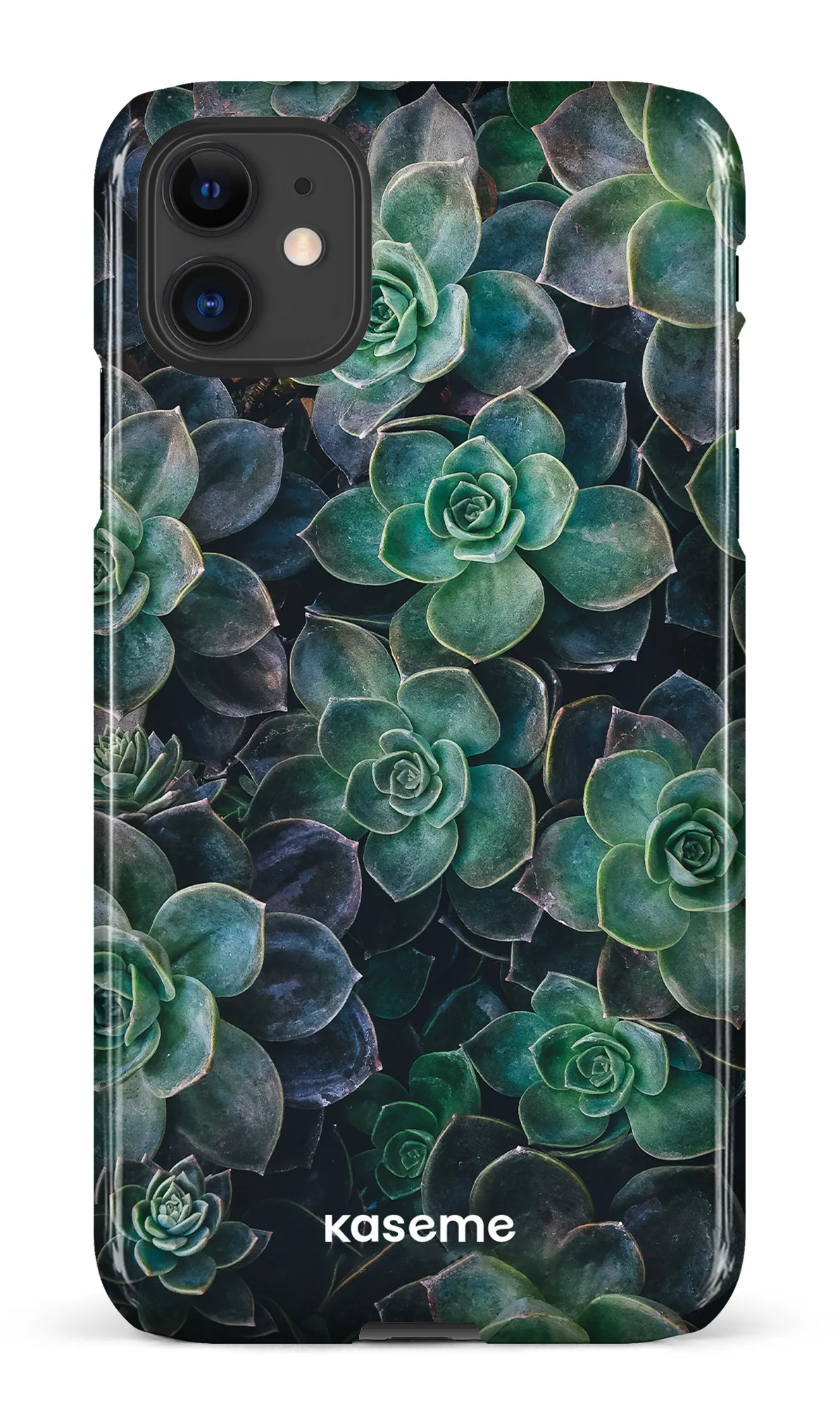 Succulente
