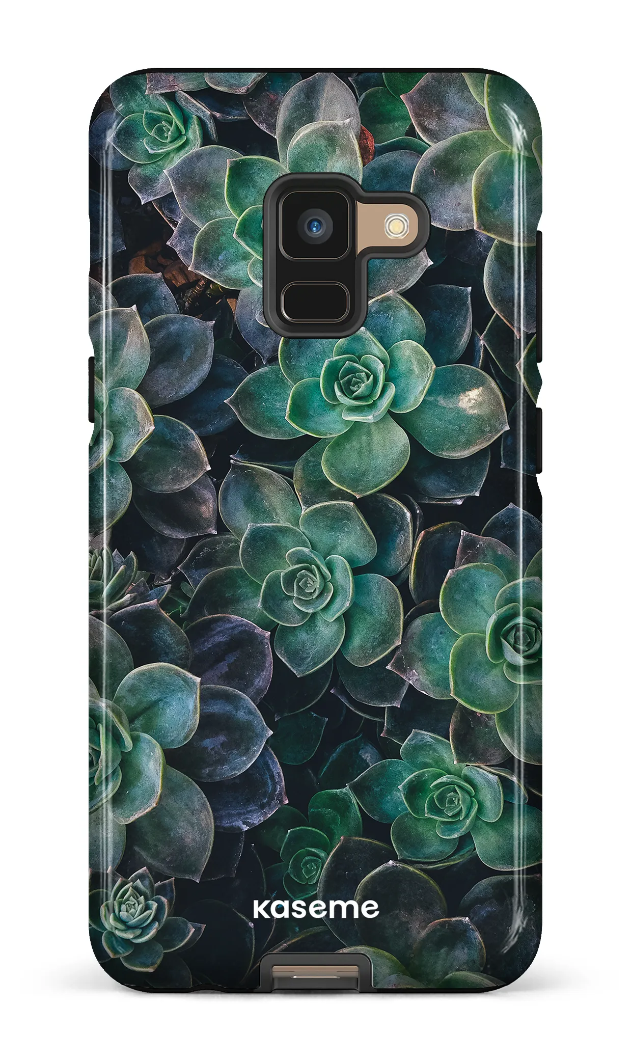 Succulente