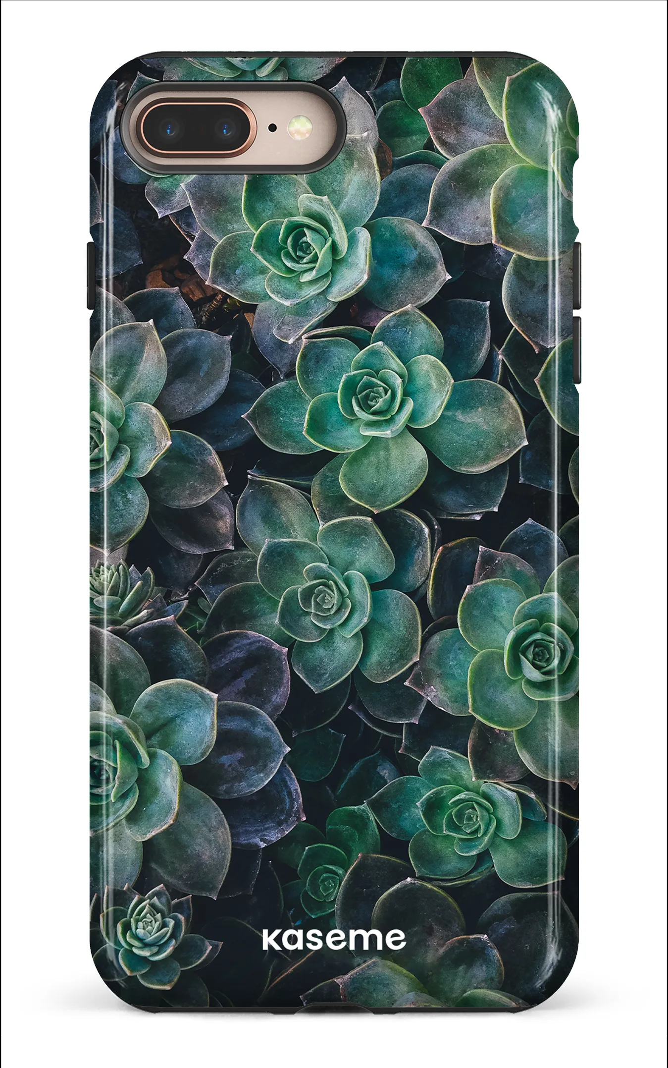 Succulente
