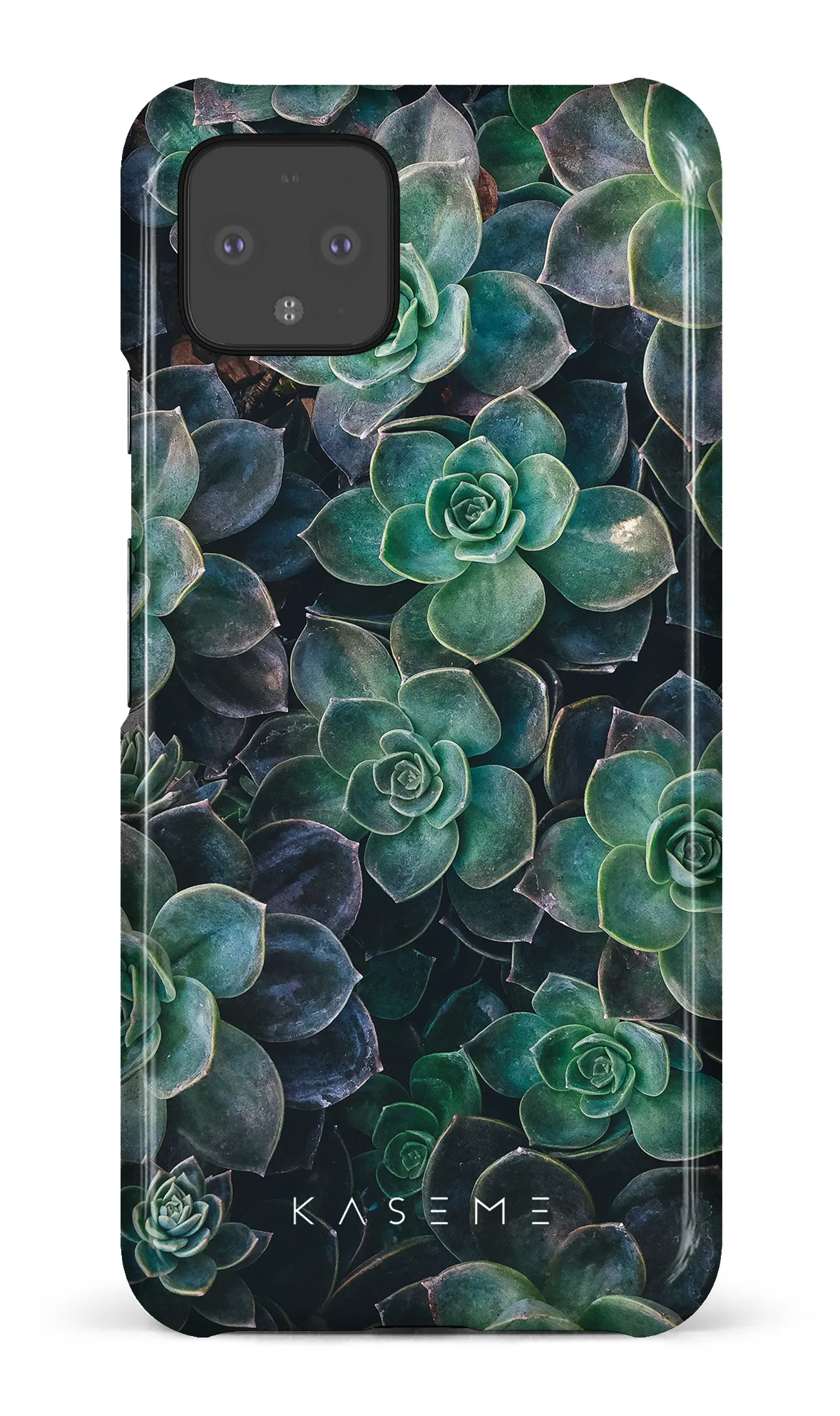 Succulente