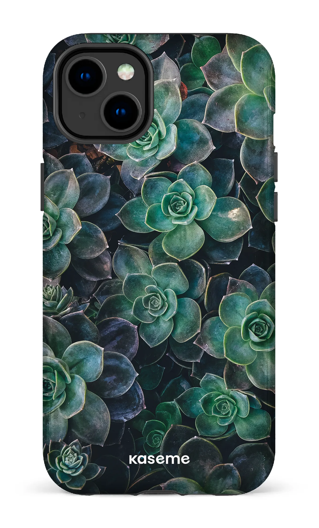 Succulente