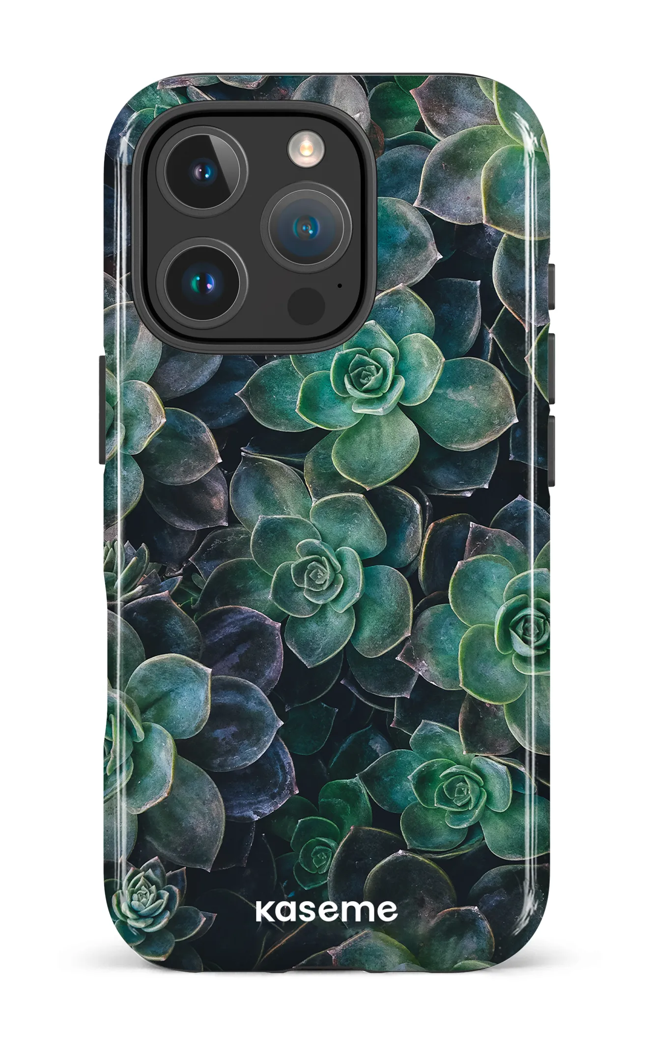 Succulente