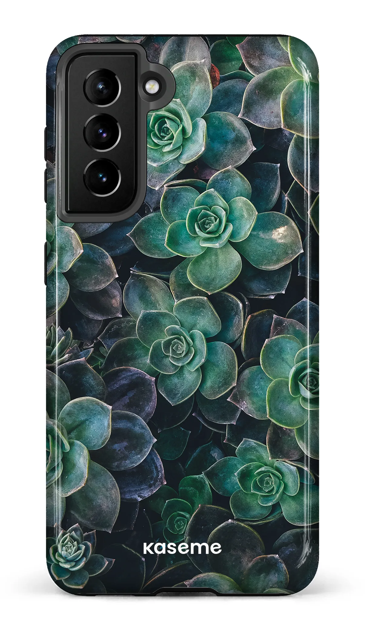 Succulente
