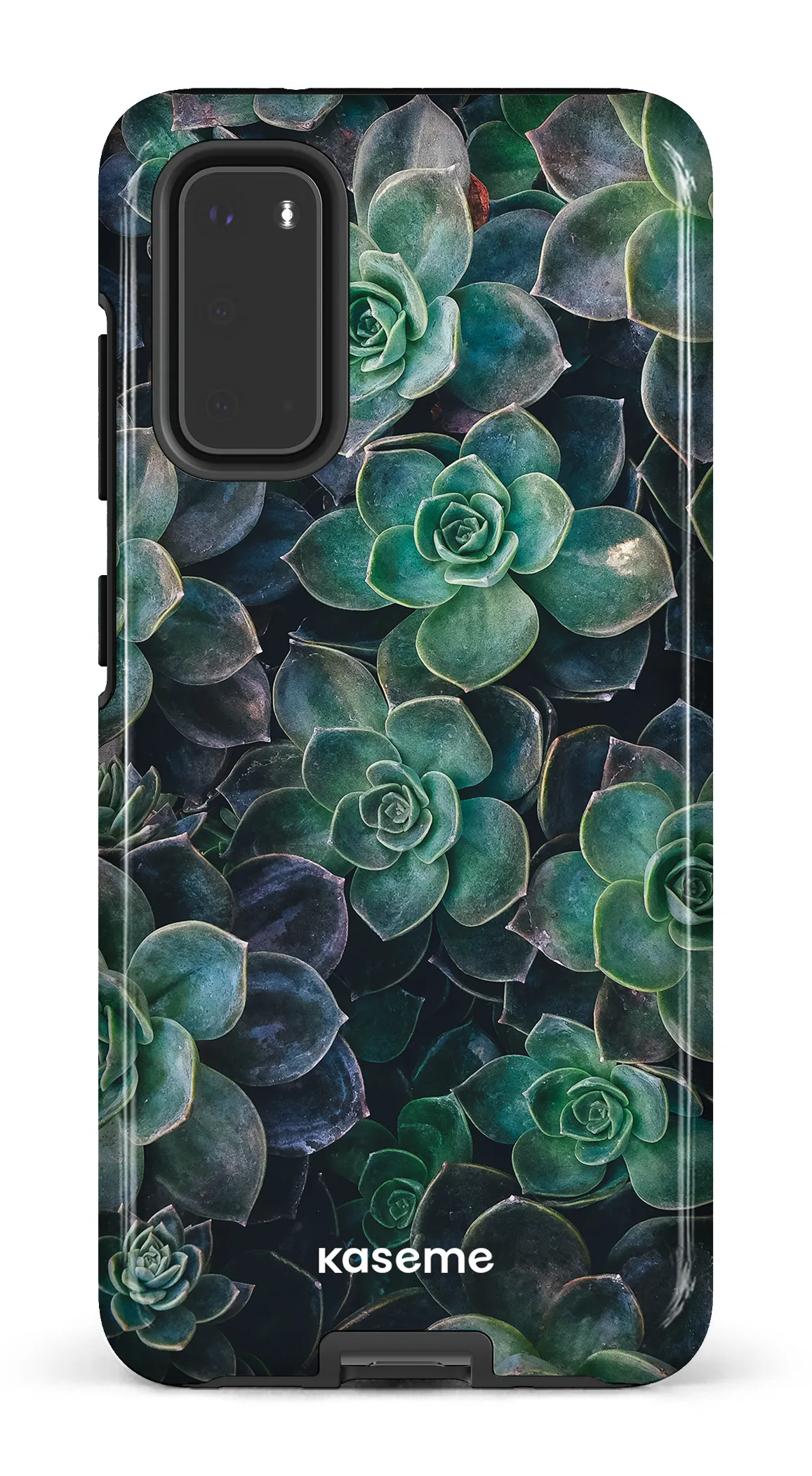 Succulente