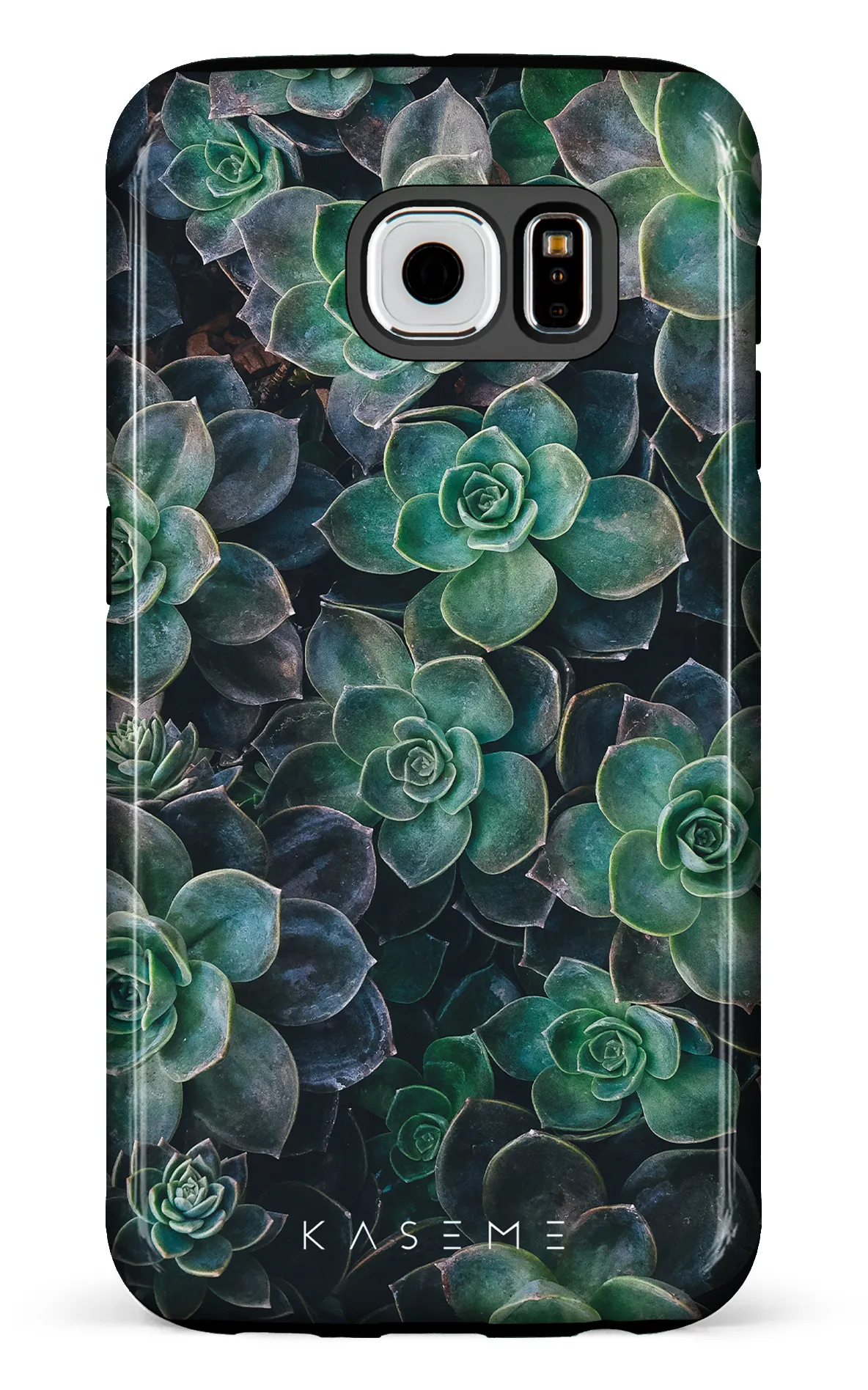 Succulente