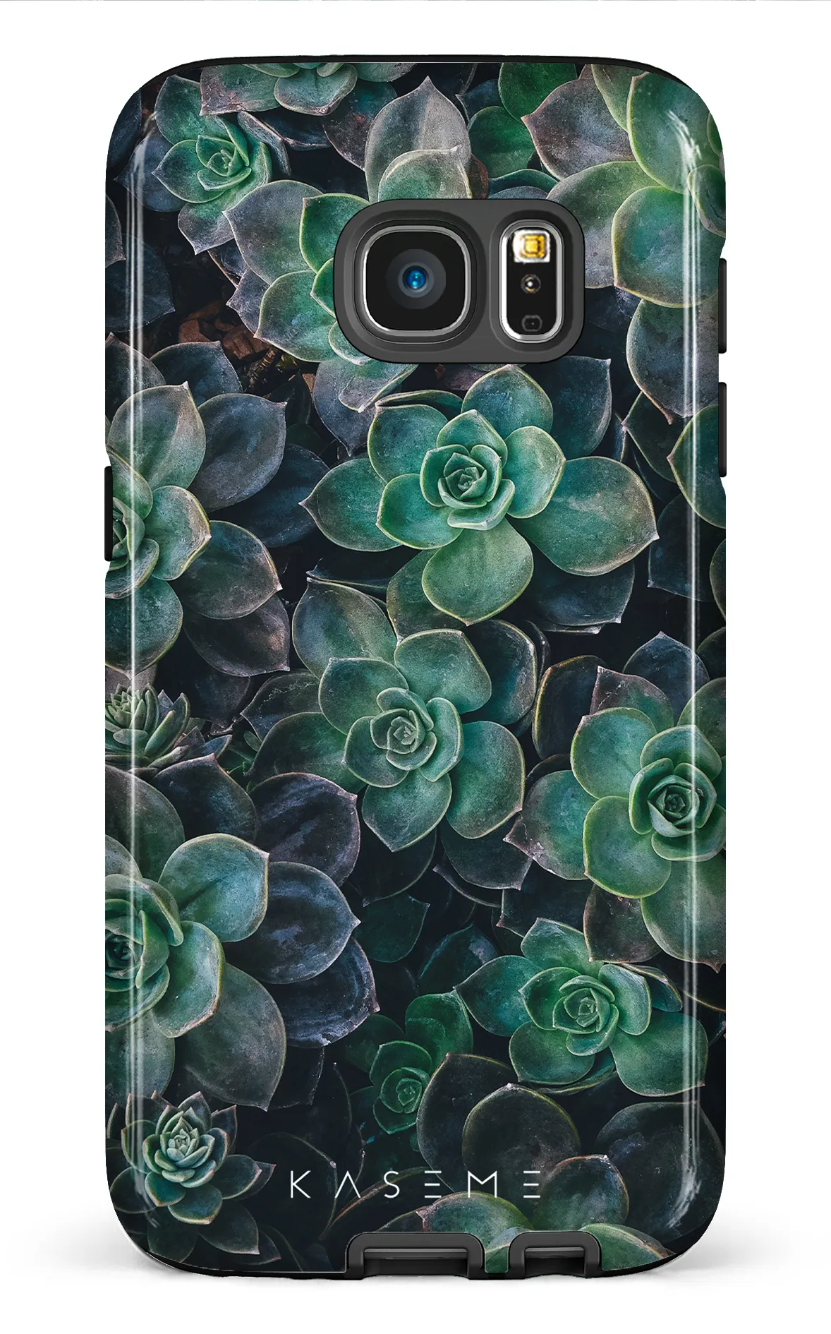 Succulente