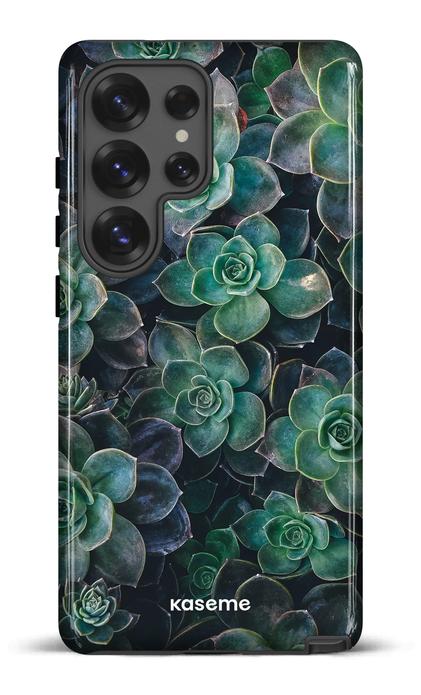 Succulente